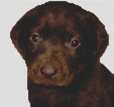 (image for) Chocolate Labrador Retriever Puppy